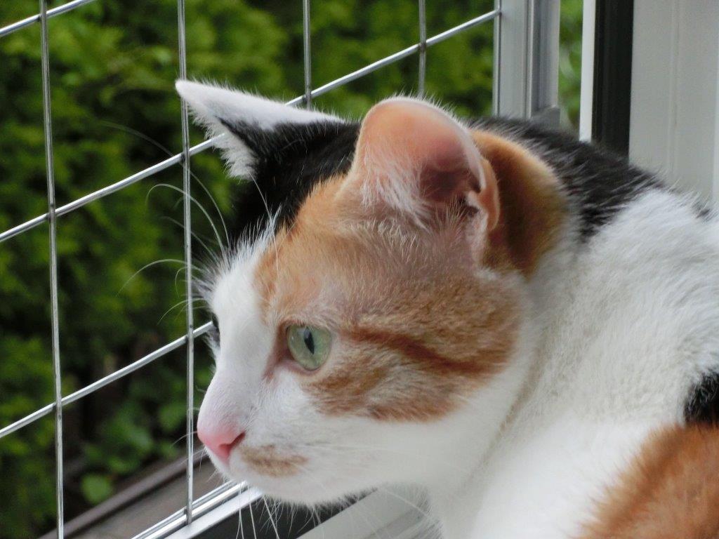 Katzengitter für Fenster